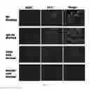 Fig. 17 - RHAMM binding peptides