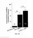 Fig. 72 - MATERIALS AND METHOD FOR SUPPRESSING INFLAMMATORY AND NEUROPATHIC PAIN