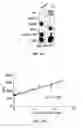 Fig. 80 - MATERIALS AND METHOD FOR SUPPRESSING INFLAMMATORY AND NEUROPATHIC PAIN