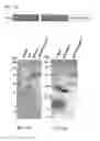Fig. 05 - Cupredoxin derived transport agents and methods of use thereof