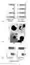 Fig. 09 - Methods for Treating Mitochondrial Disorders and Neurodegenerative Disorders