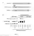 Fig. 17 - Methods for Treating Mitochondrial Disorders and Neurodegenerative Disorders