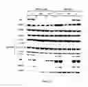 Fig. 20 - Methods for Treating Mitochondrial Disorders and Neurodegenerative Disorders