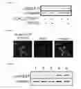 Fig. 10 - METHODS AND COMPOSITIONS USEFUL IN MANIPULATING THE STABILITY OF RE1 SILENCING TRANSCRIPTION FACTOR