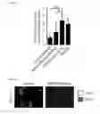 Fig. 11 - METHODS AND COMPOSITIONS USEFUL IN MANIPULATING THE STABILITY OF RE1 SILENCING TRANSCRIPTION FACTOR
