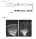 Fig. 14 - METHODS AND COMPOSITIONS USEFUL IN MANIPULATING THE STABILITY OF RE1 SILENCING TRANSCRIPTION FACTOR