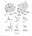 Fig. 12 - Mutant proteins and methods for their production
