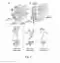 Fig. 13 - Mutant proteins and methods for their production