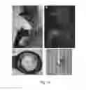 Fig. 15 - Mutant proteins and methods for their production