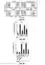Fig. 05 - Treatment of staphylococcal disorders