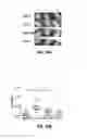 Fig. 30 - Treatment of staphylococcal disorders