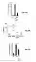 Fig. 32 - Treatment of staphylococcal disorders