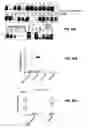 Fig. 34 - Treatment of staphylococcal disorders