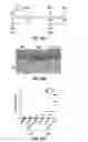 Fig. 41 - Treatment of staphylococcal disorders