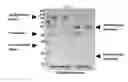 Fig. 24 - Compositions and methods for growth factor modulation