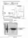 Fig. 05 - CHARGE-ENGINEERED ANTIBODIES OR COMPOSITIONS OF PENETRATION-ENHANCED TARGETING PROTEINS AND METHODS OF USE