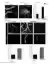 Fig. 03 - Methods for Promoting Reinnervation of Auditory Hair Cells