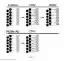 Fig. 06 - Methods for Promoting Reinnervation of Auditory Hair Cells