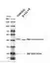 Fig. 14 - Method for preparing glycan-hydrolyzed antibody, and homogeneous glycosylated antibody