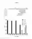 Fig. 02 - Antibodies specific to a novel epitope on CεMX of human membrane-bound IgE and uses thereof in treating IgE-mediated diseases