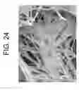 Fig. 25 - Process for producing articles formed from polylactic acid and articles made therefrom