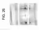 Fig. 27 - Process for producing articles formed from polylactic acid and articles made therefrom