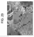 Fig. 30 - Process for producing articles formed from polylactic acid and articles made therefrom