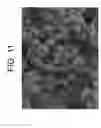 Fig. 13 - Porous articles formed from polyparaxylylene and processes for forming the same
