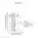 Fig. 18 - Solidifiable composition for preparaton of liquid-infused slippery surfaces and methods of applying