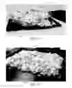Fig. 06 - Thermoformed structural composites