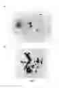 Fig. 02 - Cell culture device