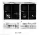 Fig. 07 - Methods for Generating Inner Ear Cells in Vitro