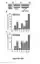 Fig. 08 - Methods for Generating Inner Ear Cells in Vitro
