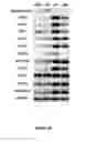 Fig. 43 - Methods for Generating Inner Ear Cells in Vitro