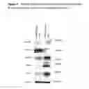 Fig. 12 - Method of inducing cellular differentiation using the Notch3 receptor intracellular domain