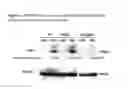 Fig. 14 - Method of inducing cellular differentiation using the Notch3 receptor intracellular domain