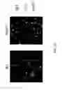 Fig. 17 - Compositions and methods for modulating an immune response