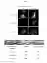 Fig. 02 - Compositions and methods for obtaining enriched mesenchymal stem cell cultures