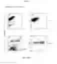 Fig. 08 - Compositions and methods for obtaining enriched mesenchymal stem cell cultures