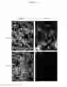 Fig. 18 - Compositions and methods for obtaining enriched mesenchymal stem cell cultures
