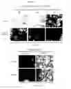 Fig. 19 - Compositions and methods for obtaining enriched mesenchymal stem cell cultures