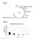 Fig. 02 - AAV vectors produced by insect cells comprising REP52 and REP78 coding sequences with differential codon biases