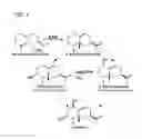 Fig. 02 - Cytochrome P450S and uses thereof