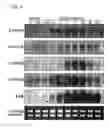 Fig. 06 - Cytochrome P450S and uses thereof