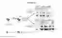 Fig. 18 - Methods for Purifying Pertussis Toxin and Peptides Useful Therefor