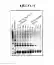 Fig. 21 - Methods for Purifying Pertussis Toxin and Peptides Useful Therefor