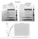 Fig. 26 - Methods for Purifying Pertussis Toxin and Peptides Useful Therefor