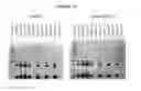 Fig. 28 - Methods for Purifying Pertussis Toxin and Peptides Useful Therefor