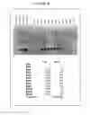 Fig. 29 - Methods for Purifying Pertussis Toxin and Peptides Useful Therefor