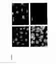 Fig. 11 - HIV-1 integrase derived peptides and compositions